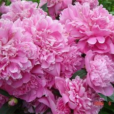 Схема вышивки «шикарные пионы»