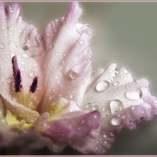 Схема вышивки «ГЛАДИОЛУС»