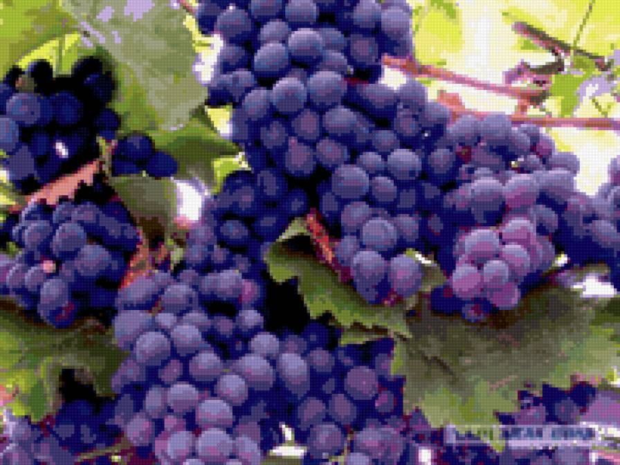 СИНИЙ ВИНОГРАД - виноград, ягода, синий - предпросмотр