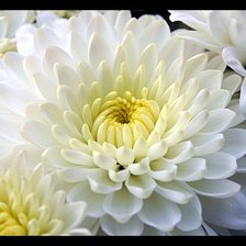 Схема вышивки «БЕЛЫЕ ГЕОРГИНЫ»