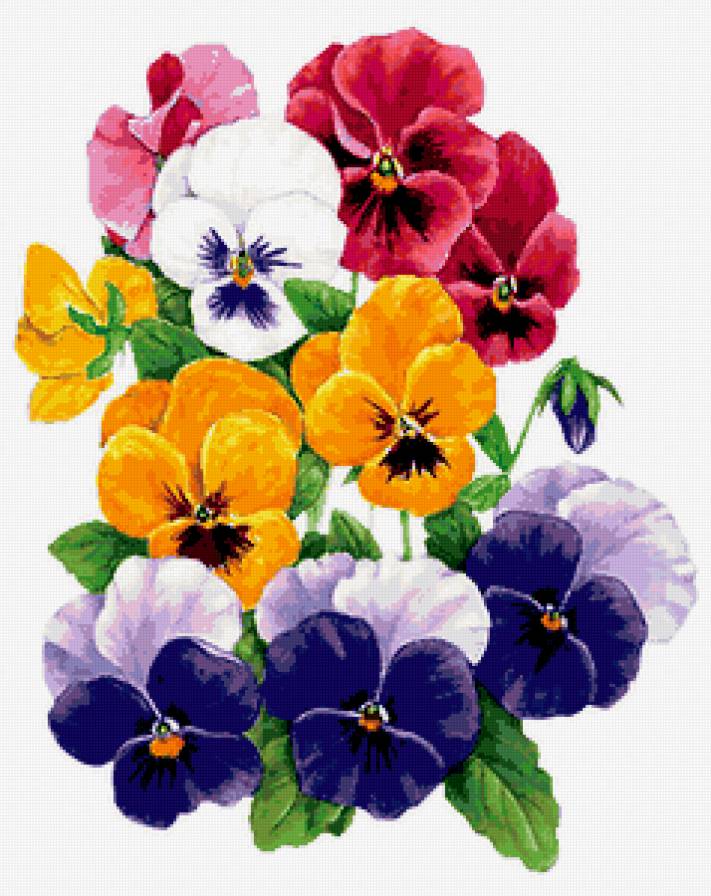 анютки - цветы, анютки, анютины глазки, букет - предпросмотр