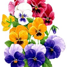 Схема вышивки «анютки»