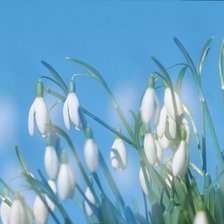 Схема вышивки «цветы»