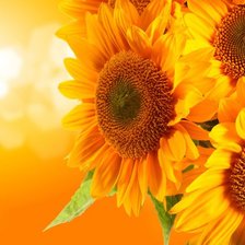 Схема вышивки «подсолнухи»