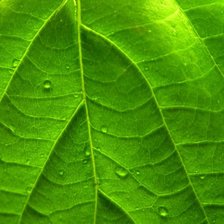 Схема вышивки «СЕРИЯ ЦВЕТ"ЗЕЛЕНЫЙ"»