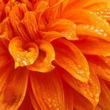 Схема вышивки «СЕРИЯ ЦВЕТ "ОРАНЖЕВЫЙ"»