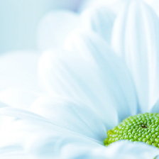 Схема вышивки «цветы»