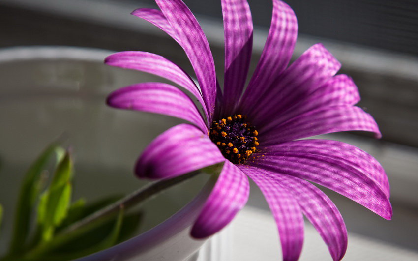 цветы - цветочная подушка - оригинал