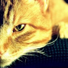 Схема вышивки «киса2»