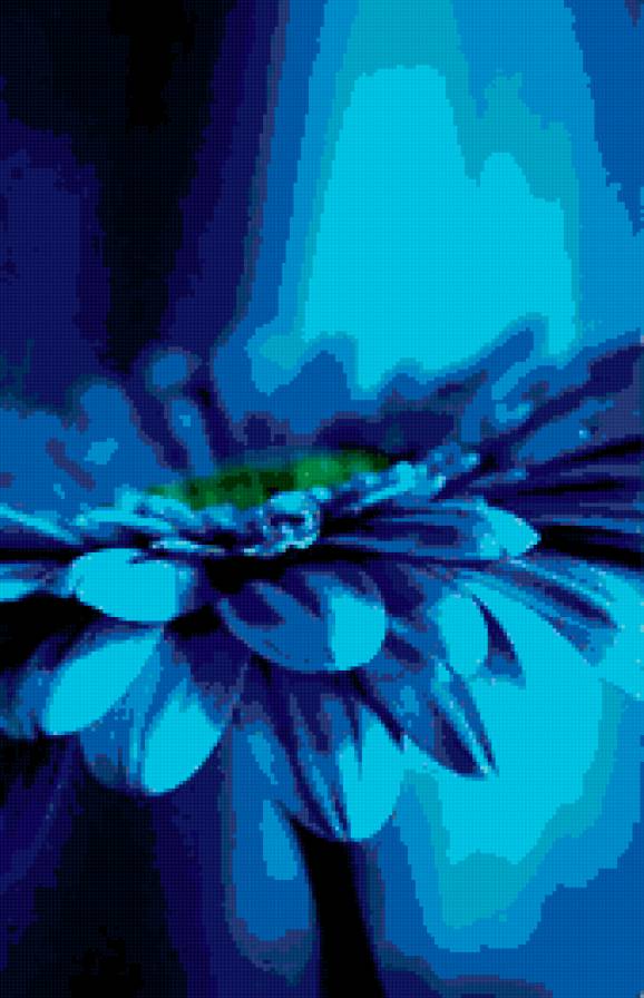 Гербера синяя - цветы - предпросмотр