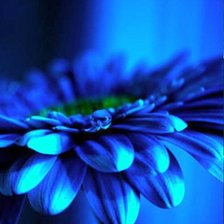 Схема вышивки «Гербера синяя»