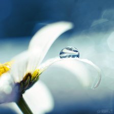 Схема вышивки «ромашка»