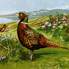 Схема вышивки «фазан»