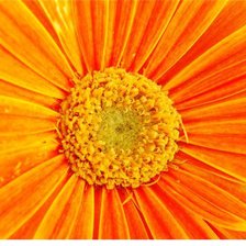 Схема вышивки «СЕРИЯ ЦВЕТ "ОРАНЖЕВЫЙ"»