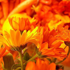 Схема вышивки «СЕРИЯ ЦВЕТ "ОРАНЖЕВЫЙ"»