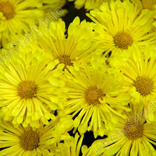 Схема вышивки «СЕРИЯ ЦВЕТ"ЖЕЛТЫЙ"»