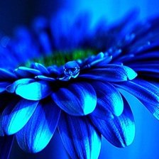 Схема вышивки «ГЕРБЕРА»