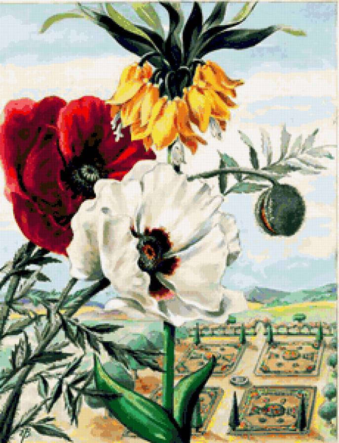 Пейзаж с маками - маки, мак, красота, природа, лето, цветы, пейзаж - предпросмотр