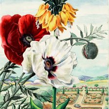 Схема вышивки «Пейзаж с маками»