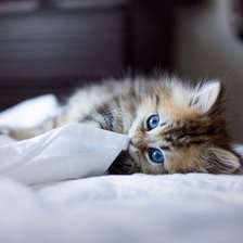 Схема вышивки «Кися_2»