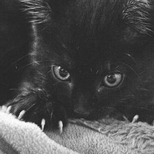 Схема вышивки «Кися_3»