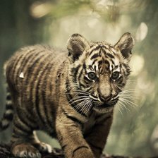 Схема вышивки «Кися_4»