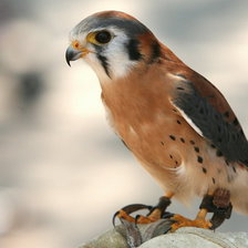 Схема вышивки «7К9»