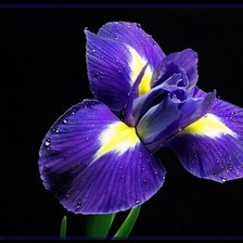 Схема вышивки «ирис»