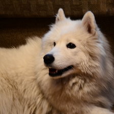 Схема вышивки «зуня»