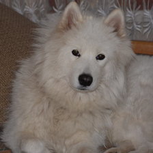 Схема вышивки «собанька»