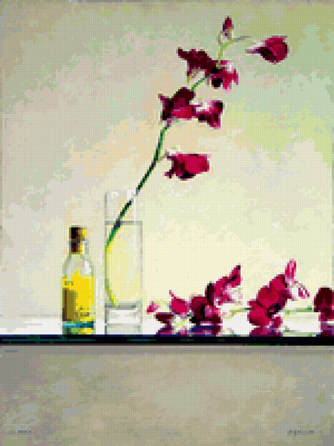 orchids - cvety - предпросмотр