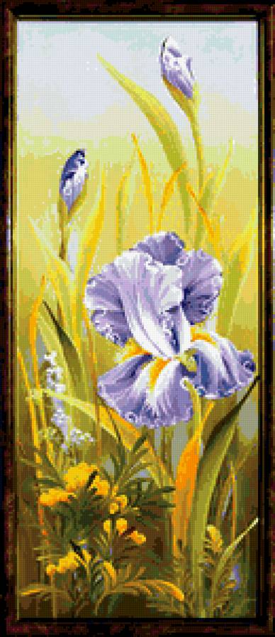 Ирис - цветы, ирис - предпросмотр