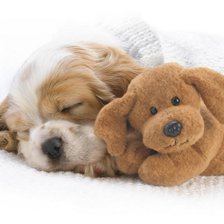 Схема вышивки «Щенок»