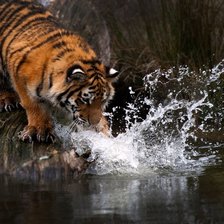 Схема вышивки «Тигр»