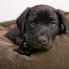 Схема вышивки «Щенок»