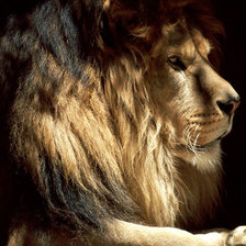 Царь зверей