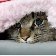 Схема вышивки «хитрый котяра»