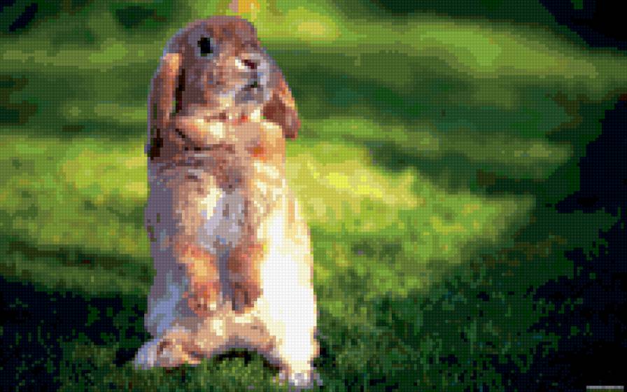 Кролик - животные - предпросмотр