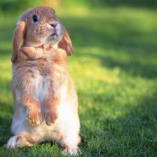 Схема вышивки «Кролик»