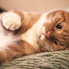 Хитрый рыжик