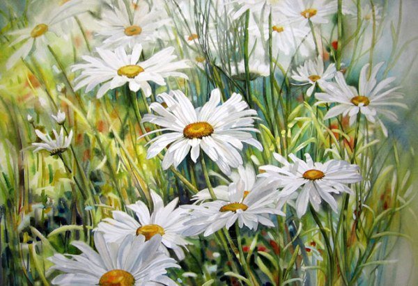 ромашки - цветы - оригинал