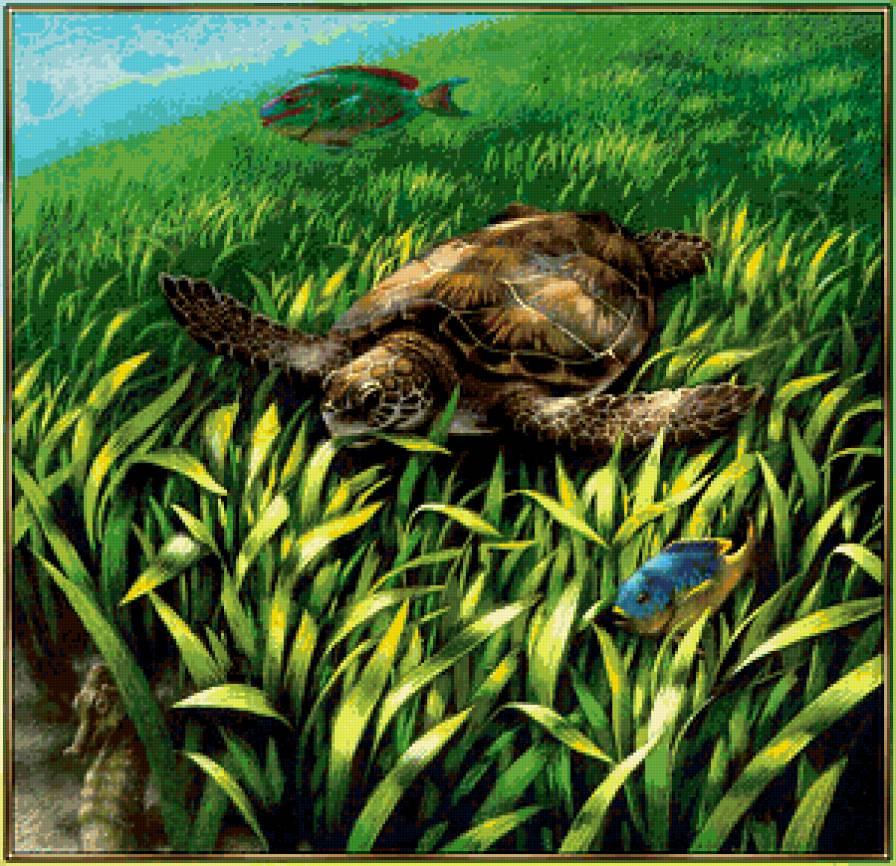 Подводный мир - море, черепахи, животные, пейзаж, рыбы - предпросмотр