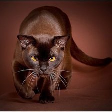 Схема вышивки «котик»