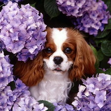 Схема вышивки «Щенок и сирень»