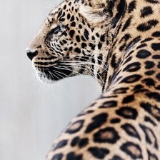 Схема вышивки «Леопард»