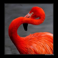 Схема вышивки «фламинго»