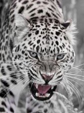 Схема вышивки «№274798»