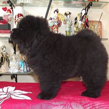 Схема вышивки «Нюшенька»