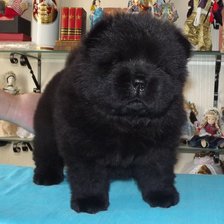 Схема вышивки «Нюша на бирюзовом»