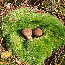 Схема вышивки «Пара моховиков»